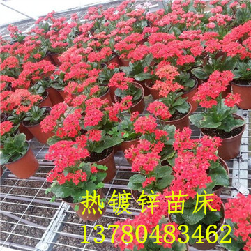 <a href='/' target='_blank'><a href='http://www.xunlingshi.com/miaochuangsheshi/203.html'target='_blank'>花架網(wǎng)</a></a>