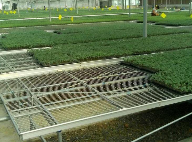 <a href='http://www.xunlingshi.com/miaochuangsheshi/199.html'target='_blank'>育苗床</a>.jpg