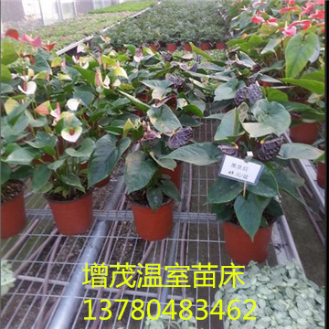 <a href='/' target='_blank'><a href='/' target='_blank'>溫室苗床</a>網(wǎng)</a>廠(chǎng)家